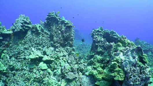Kona Honu Divers